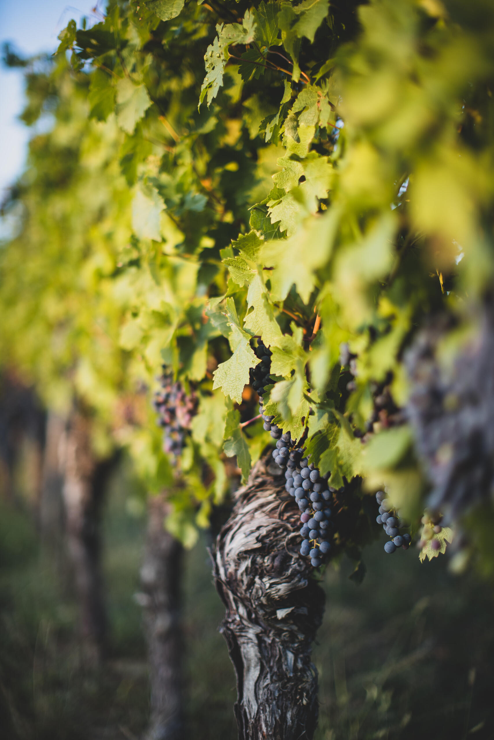 grapes on a vine